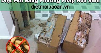 đơn vị diệt mối uy tín TPHCM