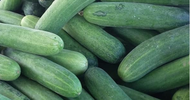 giá dưa leo chợ đầu mối hôm nay