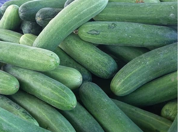 giá dưa leo chợ đầu mối hôm nay